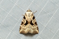 Chorsia