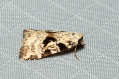 Chorsia
