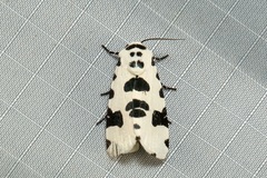 Clethrorasa pilcheri