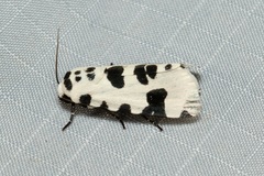 Clethrorasa pilcheri