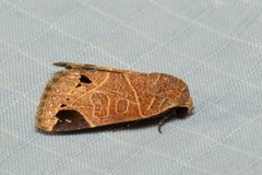 Imosca megastigmata