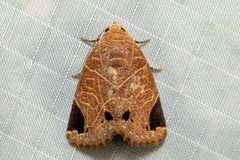 Imosca megastigmata