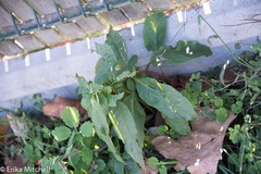 Phytolacca americana