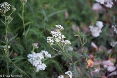 Achillea millefolium