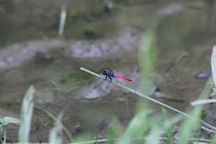 Orthetrum schneideri