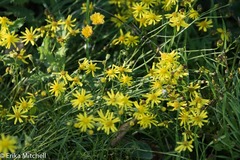 Senecio inaequidens