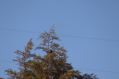 Melozone fusca