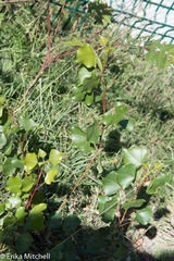 Populus × canadensis