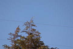 Melozone fusca