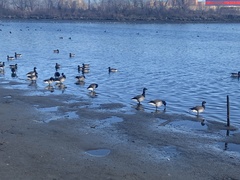 Branta bernicla