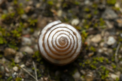 Trochoidea trochoides