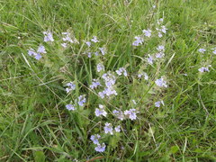 Veronica chamaedrys chamaedrys