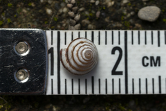 Trochoidea trochoides