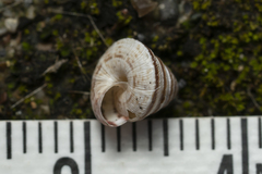 Trochoidea trochoides