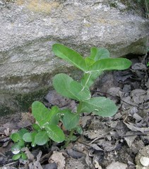 Hylotelephium maximum maximum