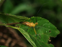 Ploeogaster