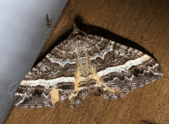 Chrysolarentia vicissata