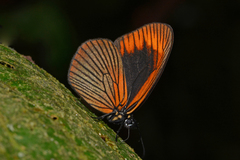 Lymanopoda acraeida