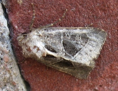 Oligia obtusa