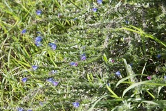 Echium vulgare