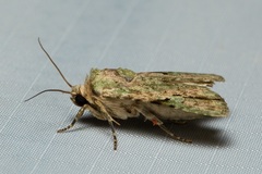 Platyprosopa nigrostrigata