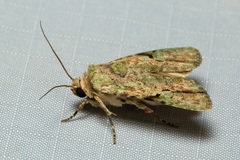 Platyprosopa nigrostrigata