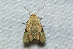 Platyprosopa nigrostrigata