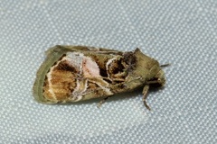 Chorsia