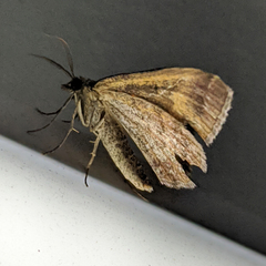 Chrysolarentia vicissata