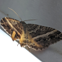 Chrysolarentia vicissata