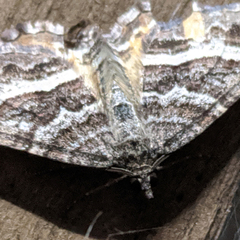 Chrysolarentia vicissata