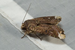 Lignispalta incertissima