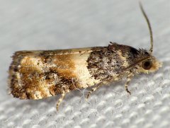Lobesia spiraeae