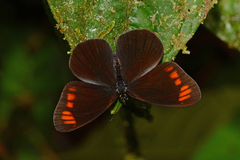 Lymanopoda acraeida