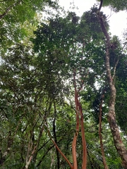 Eugenia leitonii