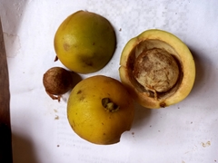 Eugenia leitonii