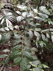 Lasianthus micranthus