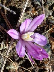 Brodiaea minor