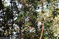 Arbutus unedo