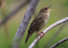 Locustella lanceolata