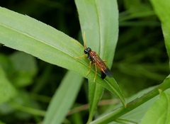 Tenthredo campestris