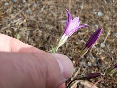 Brodiaea minor