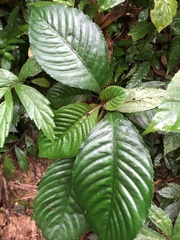 Rhynchotechum formosanum