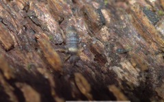 Entomobrya albocincta