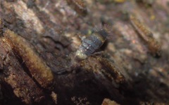 Entomobrya albocincta