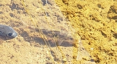 Mulloidichthys flavolineatus