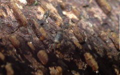 Entomobrya albocincta