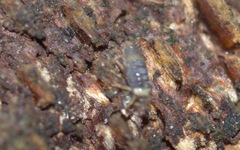 Entomobrya albocincta