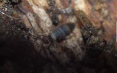 Entomobrya albocincta
