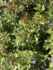 Myrtus